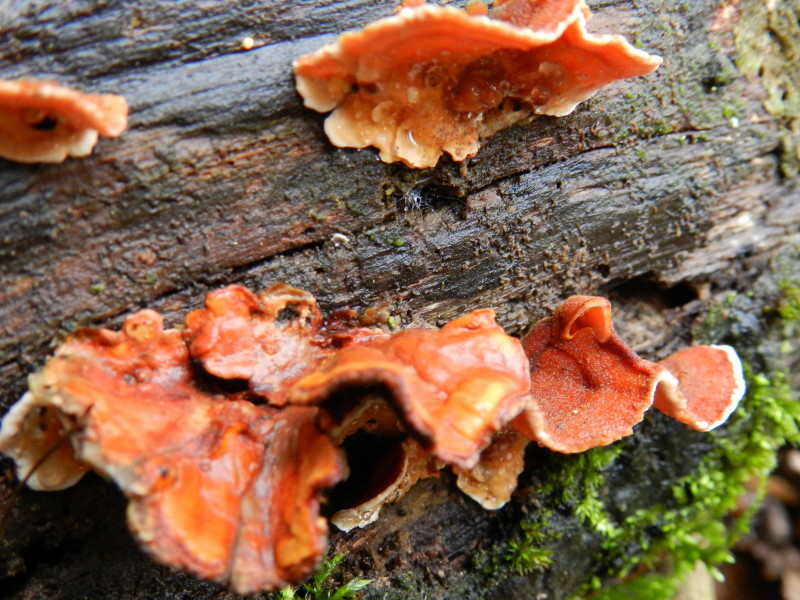 Stereum sp. (Stereum insignitum)